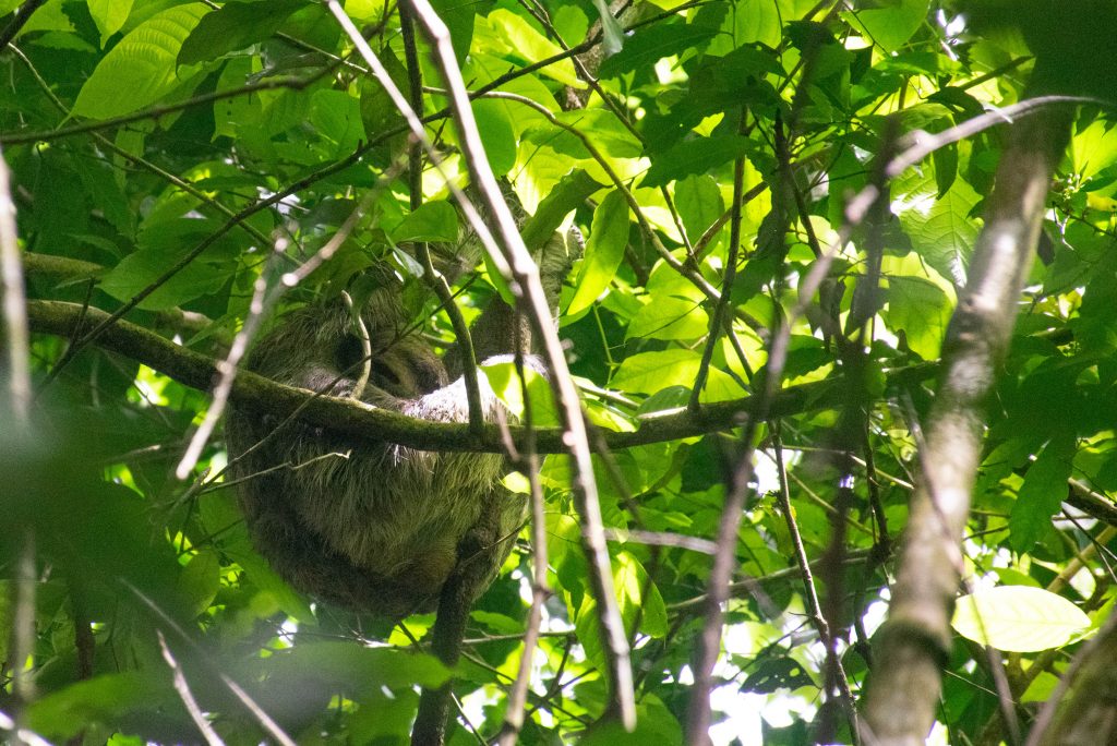 sloth in manuel antonio