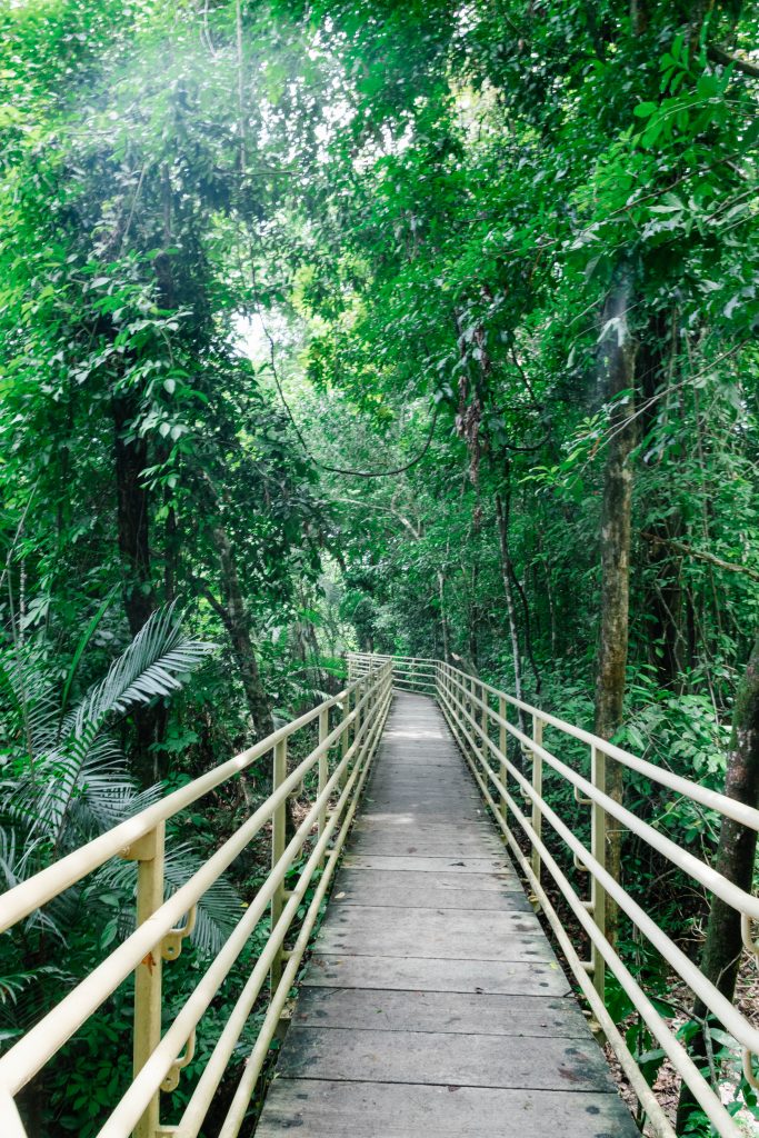 The trail into Manuel Antonio National Park where you can see wildlife including sloths.