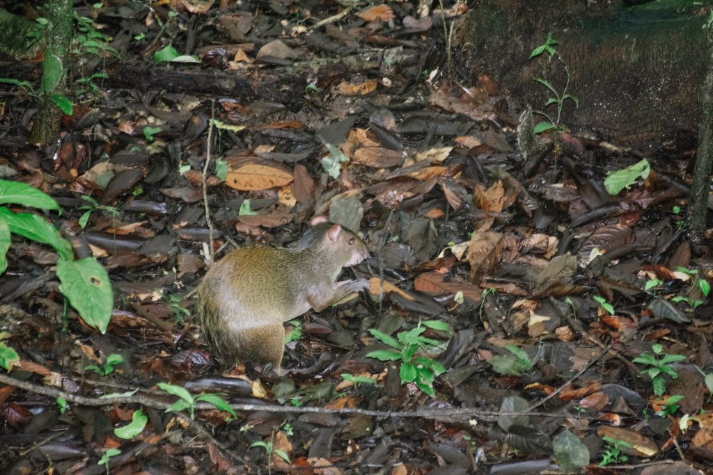 Manuel Antonio wildlife