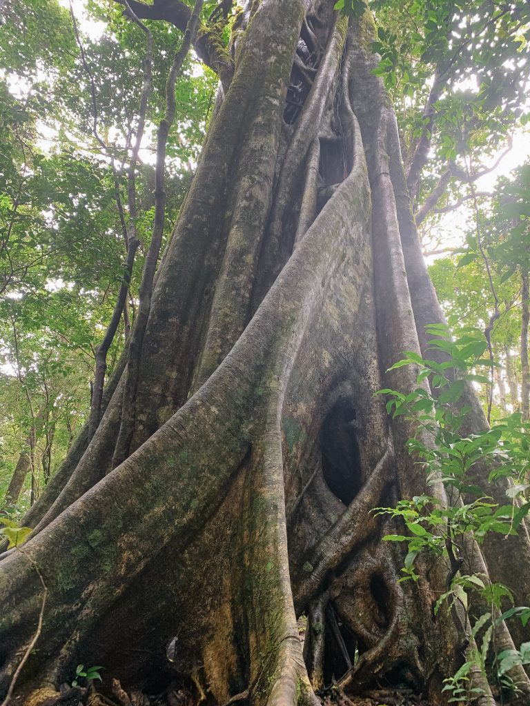 Ficus tree Monteverde