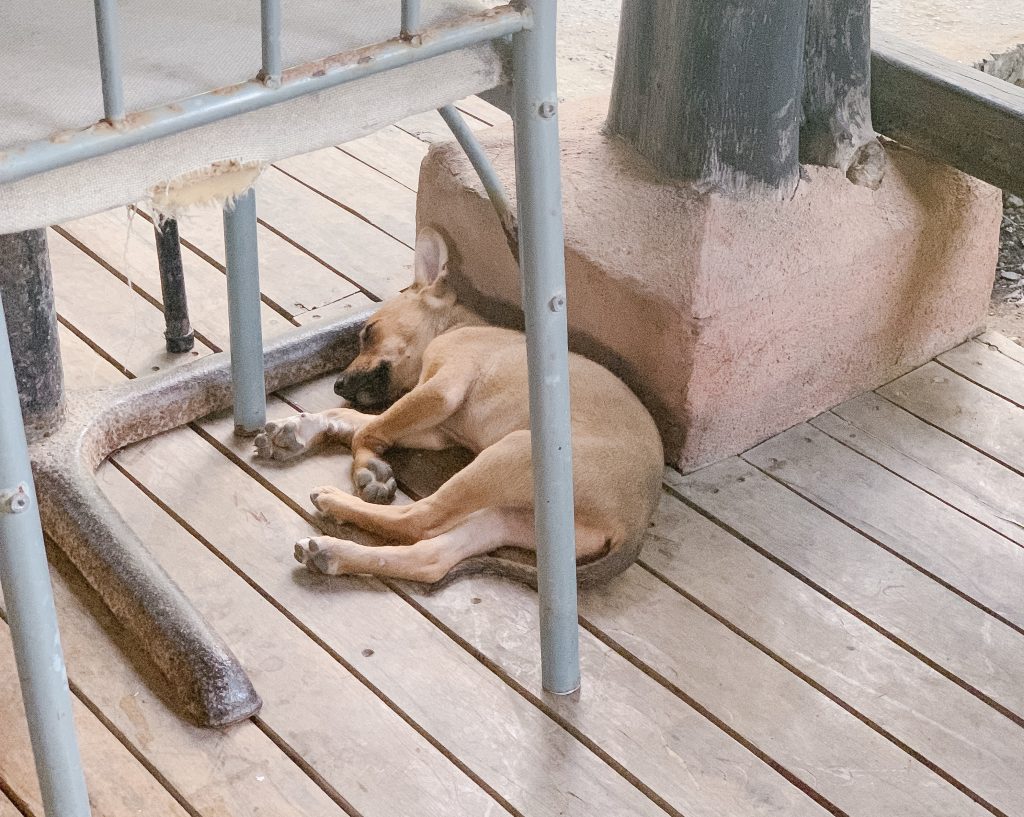 Sleeping Puppy friend at a restaurant