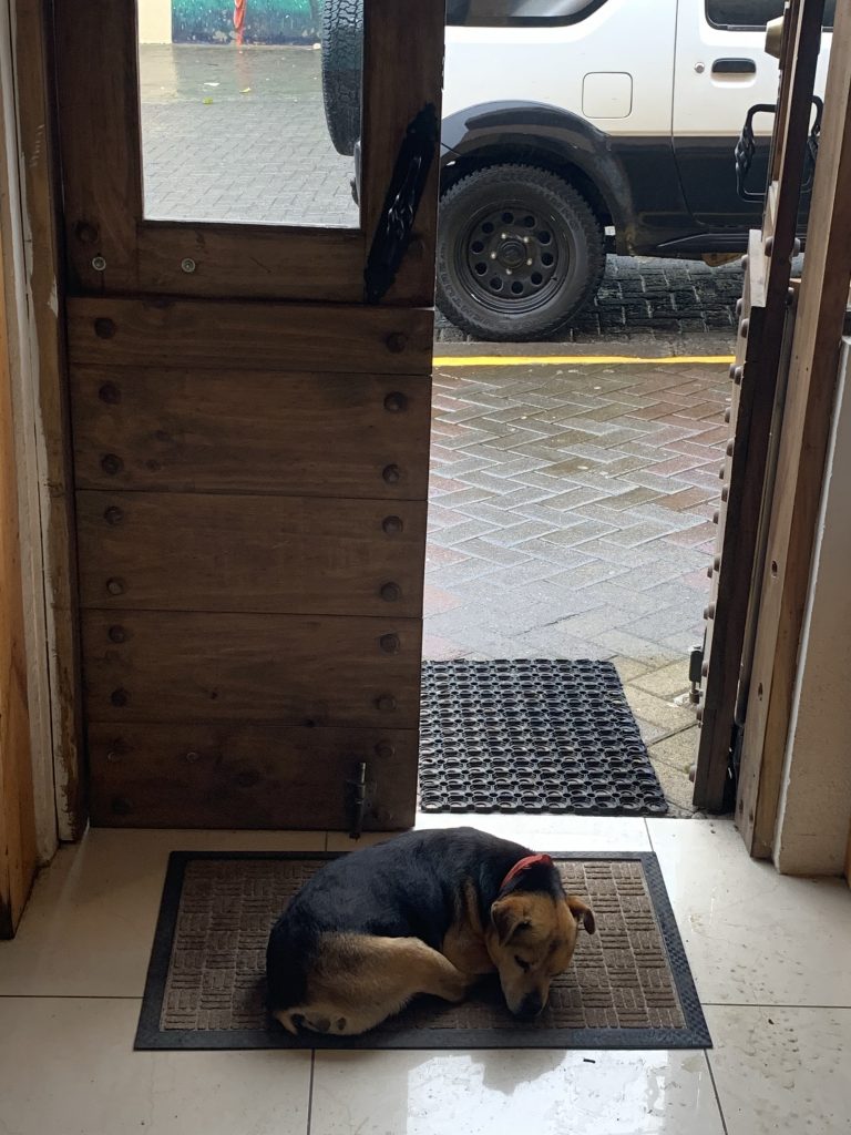 Taco dog