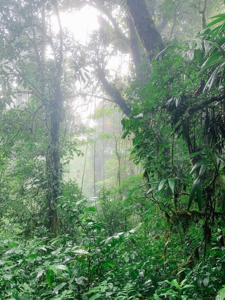 Monteverde cloud forest