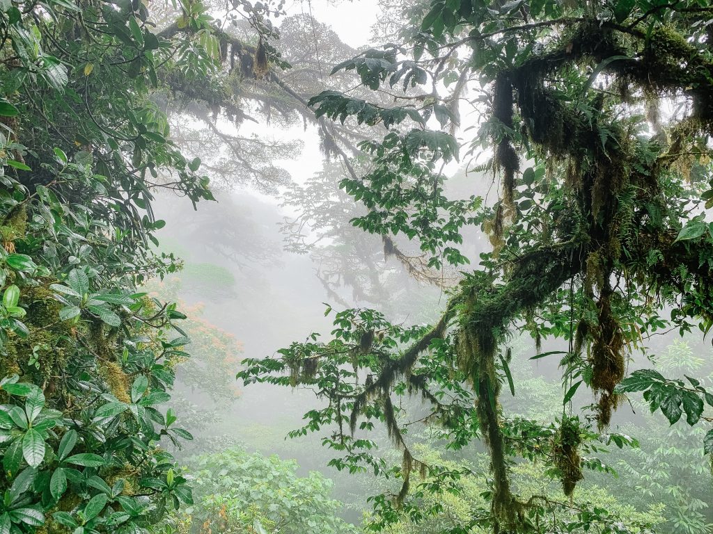 Rainforest in Monteverde cloud forest