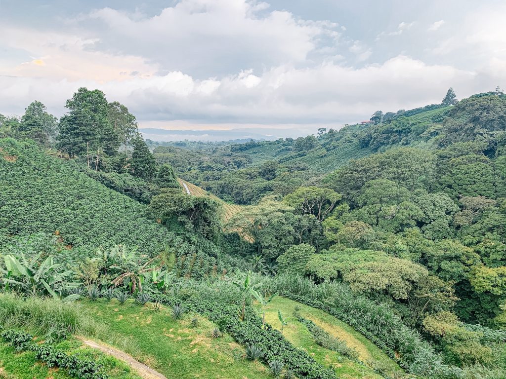 starbucks farm