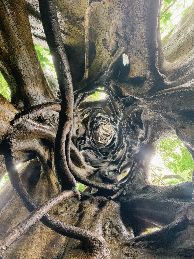 Standing inside a ficus tree in Monteverde
