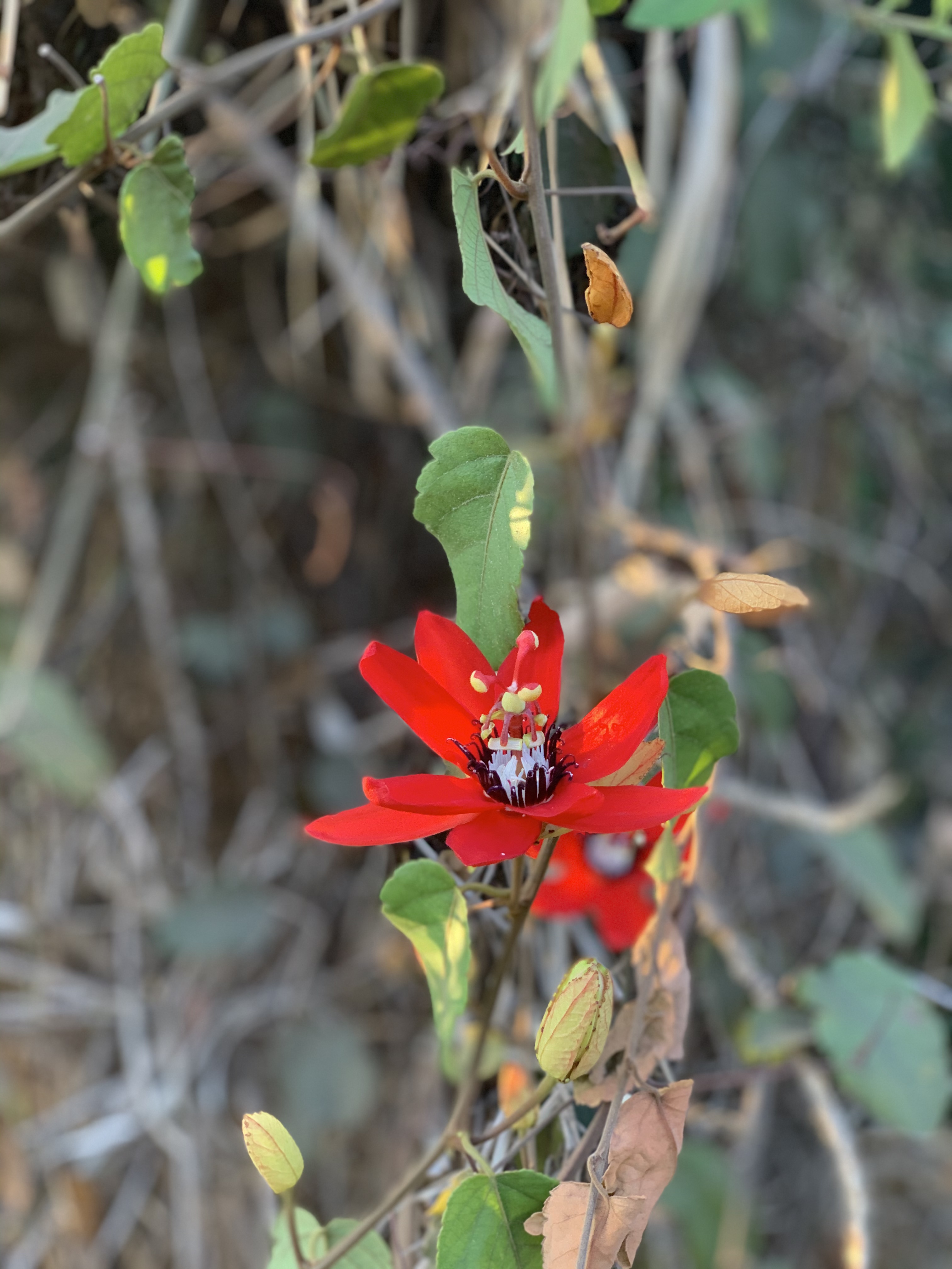 Red flower