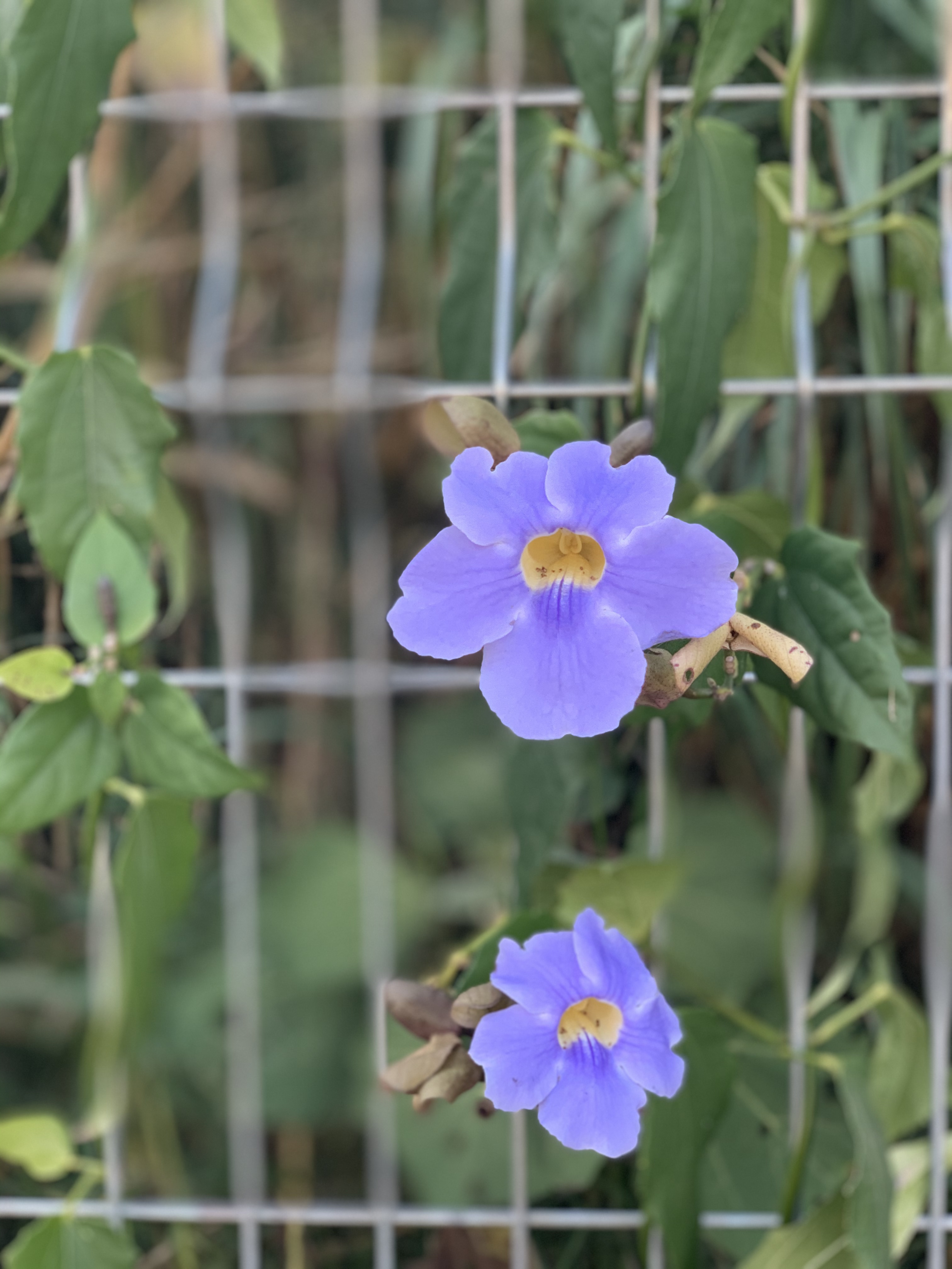 purple flowers