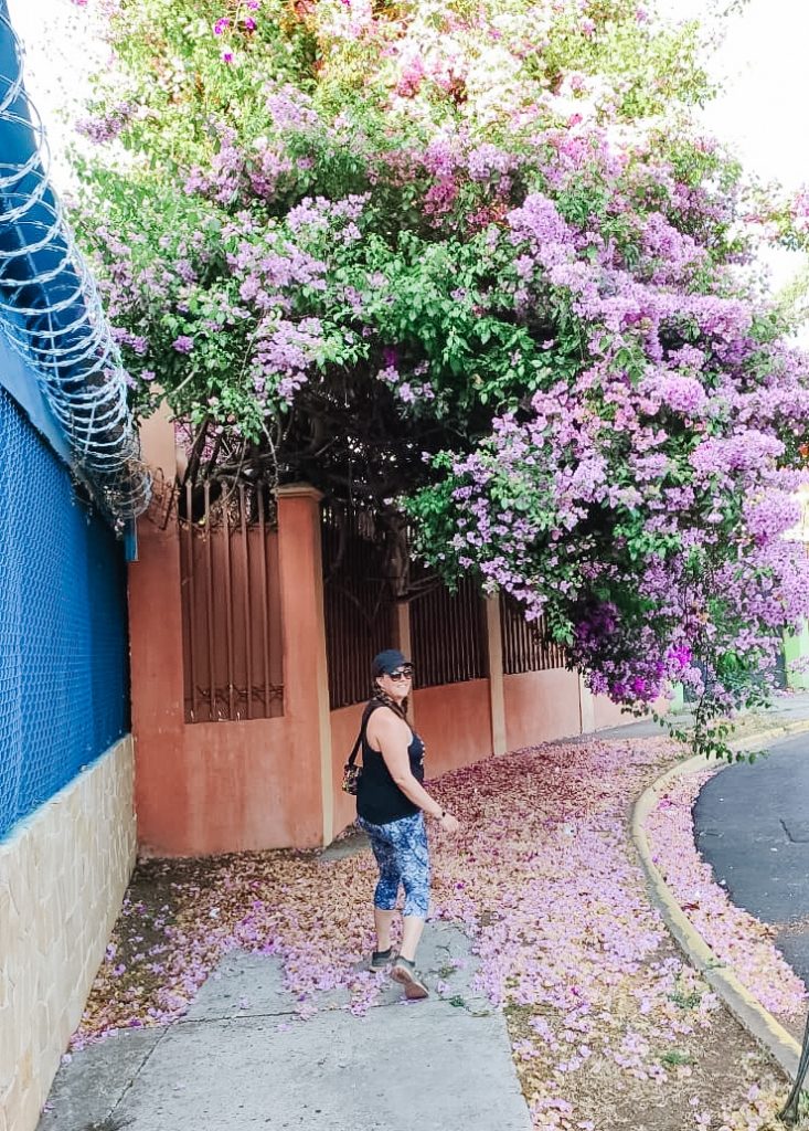 flowers on a sidewalk in san jose