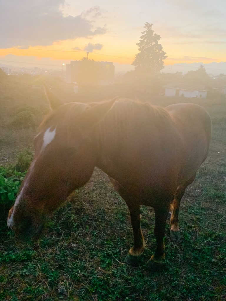 sunset horse