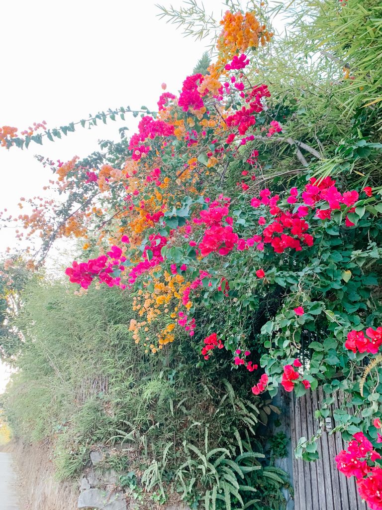 tropical flowers