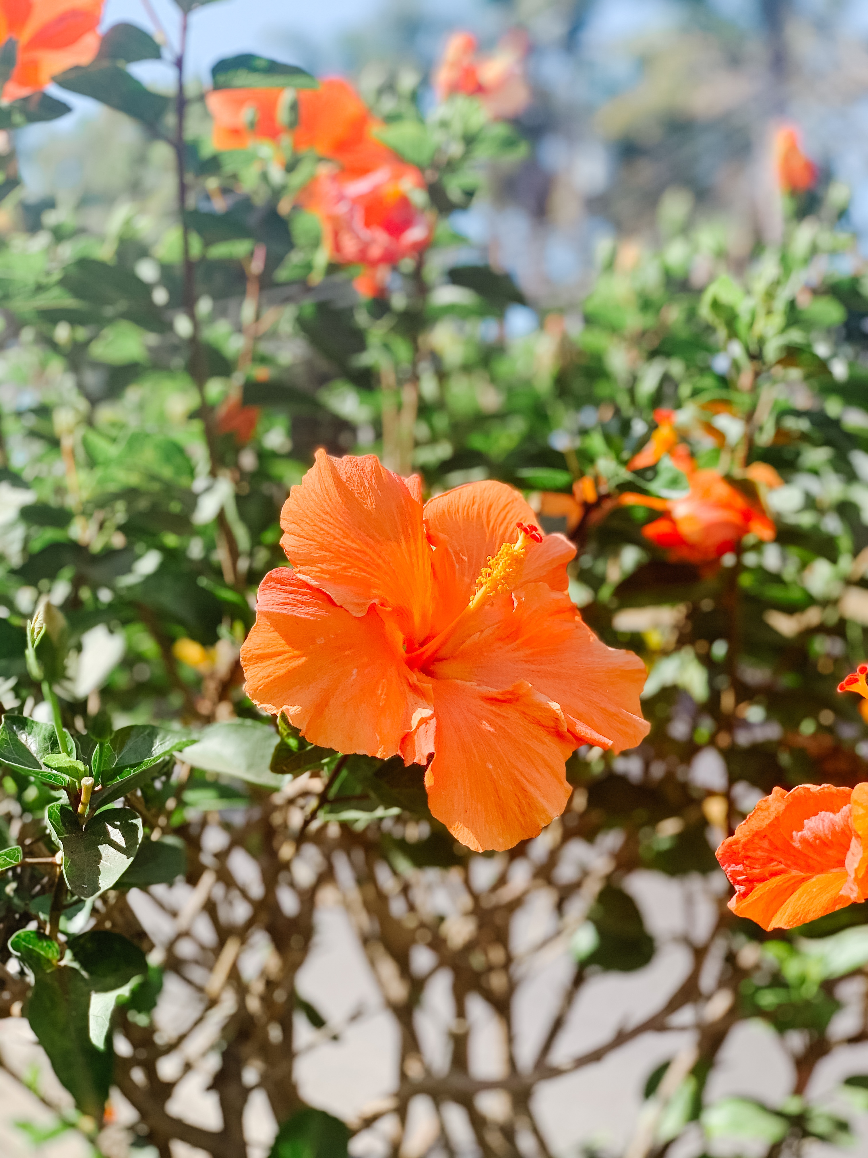 orange hibiscus flower