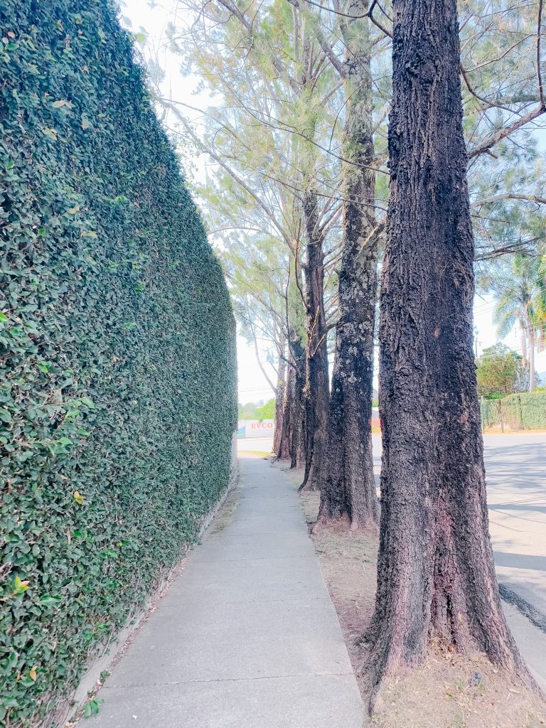 green vine wall sidewalk