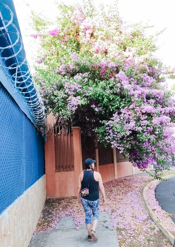 walking under flower trees