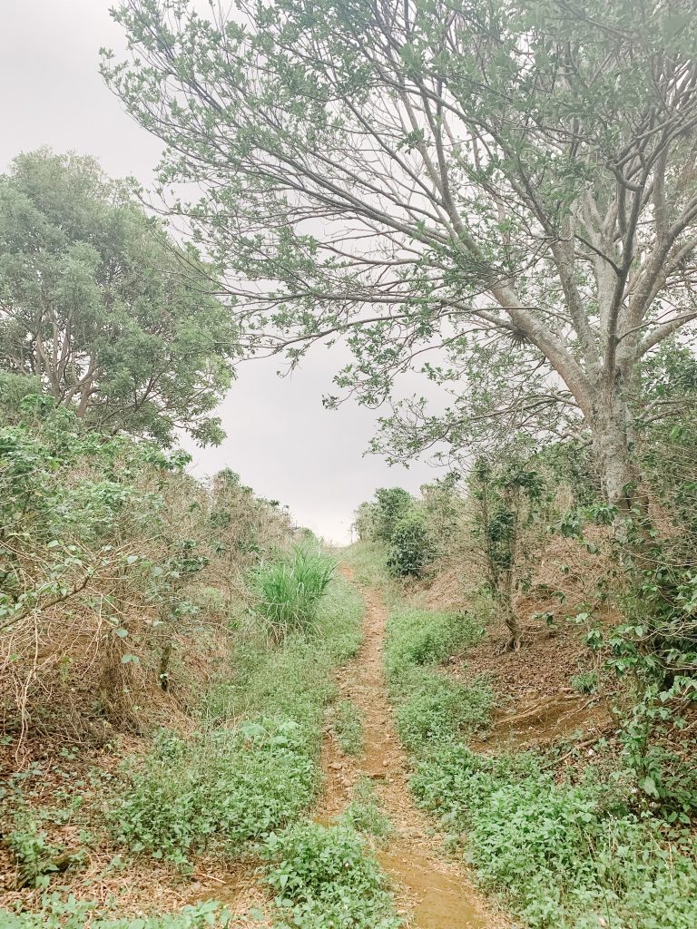 trail into a coffee farm