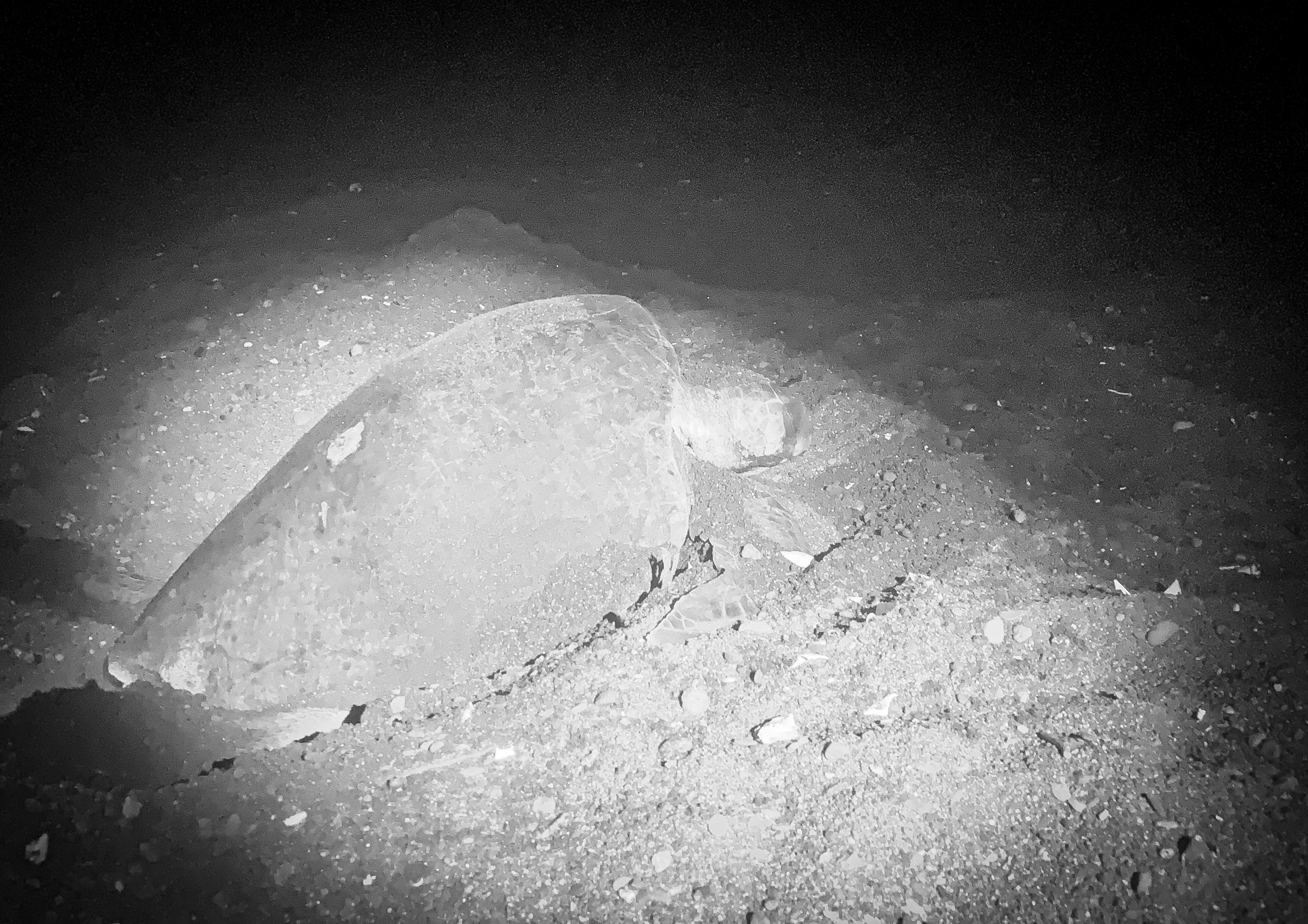 Nesting sea turtle in Ostinal