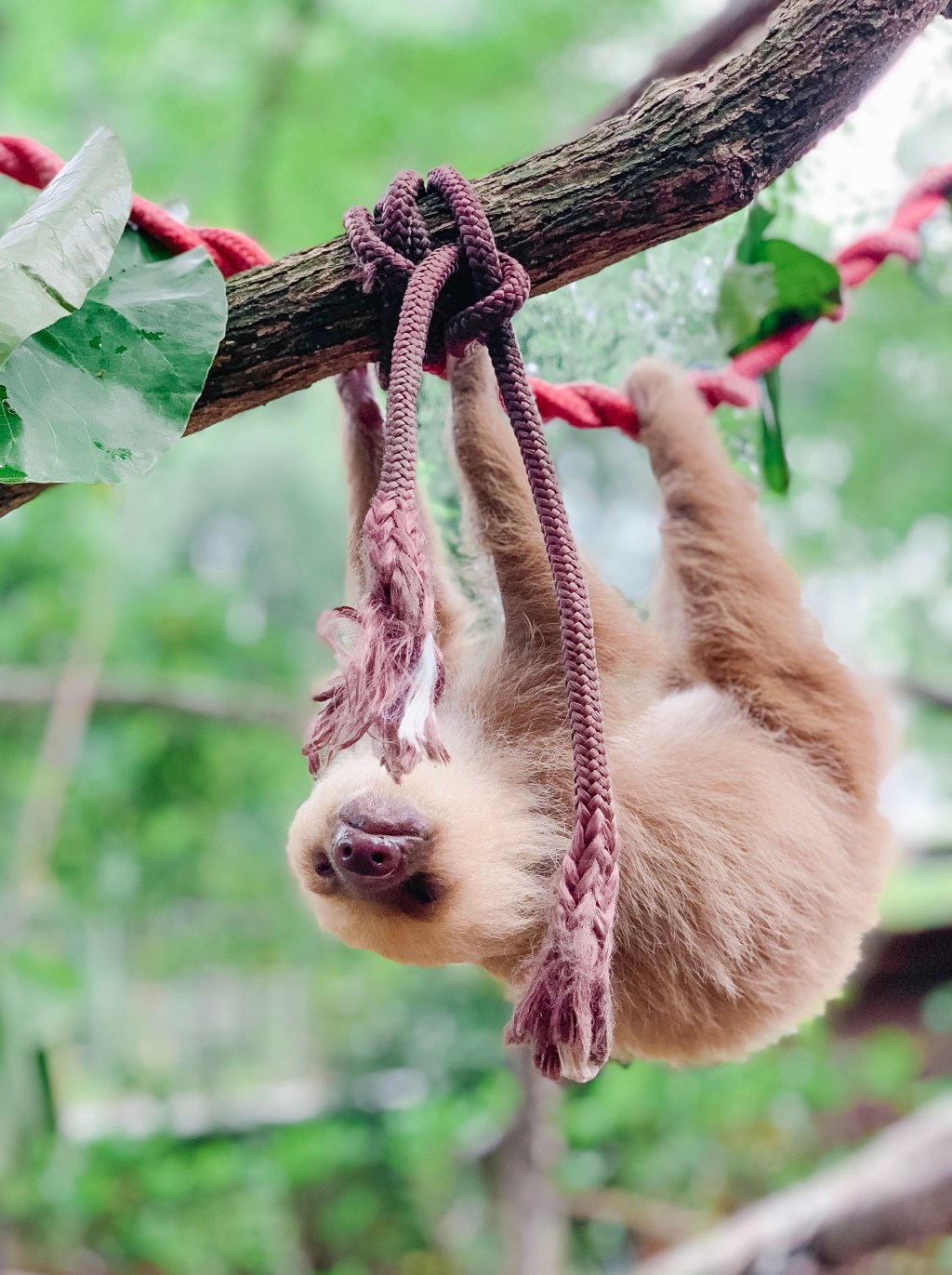 A Window to Animal Conservation in Costa Rica: Visiting 4 Rescue&nbsp;Centres