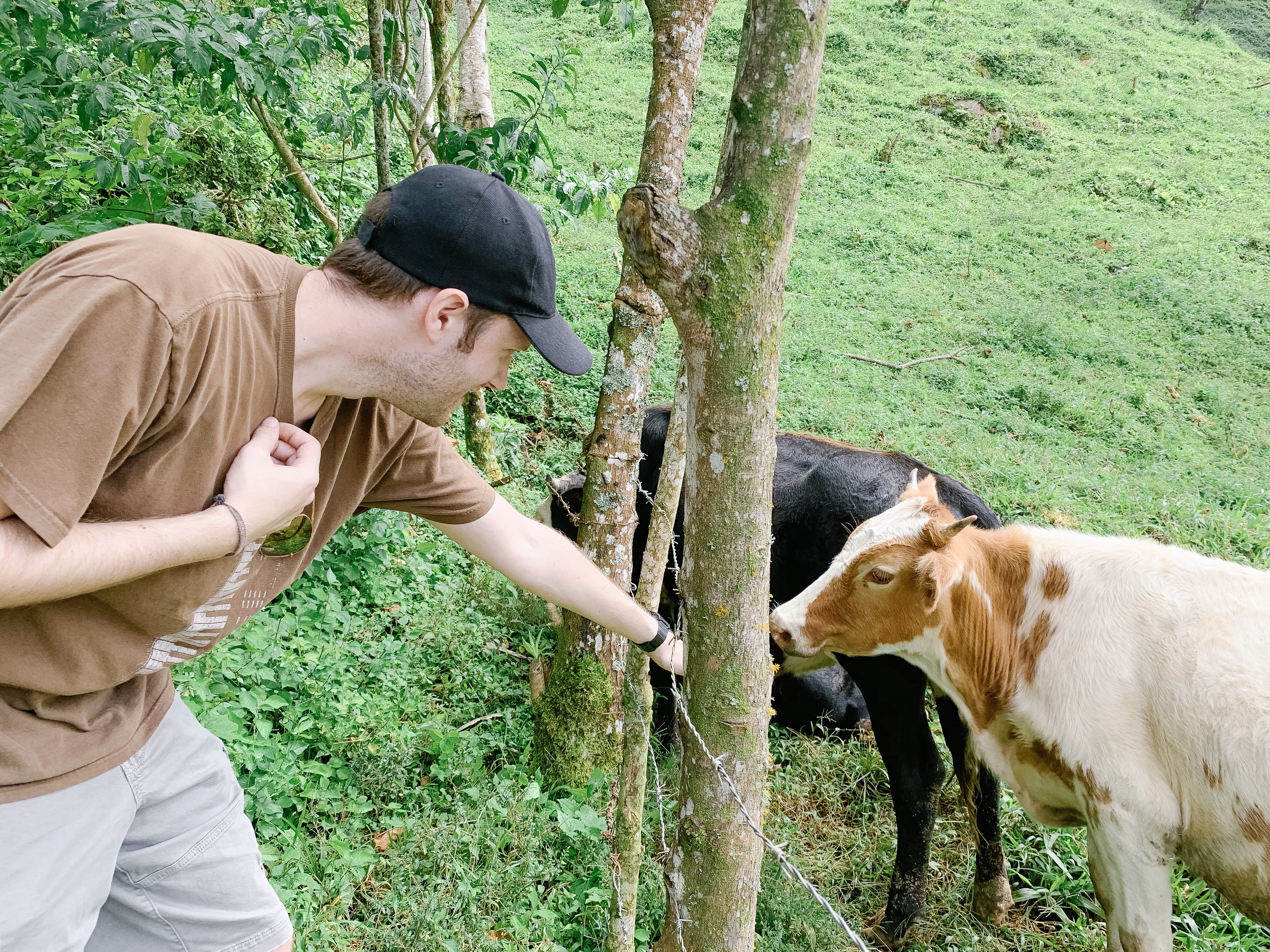 Passing cows along the hiking trail.