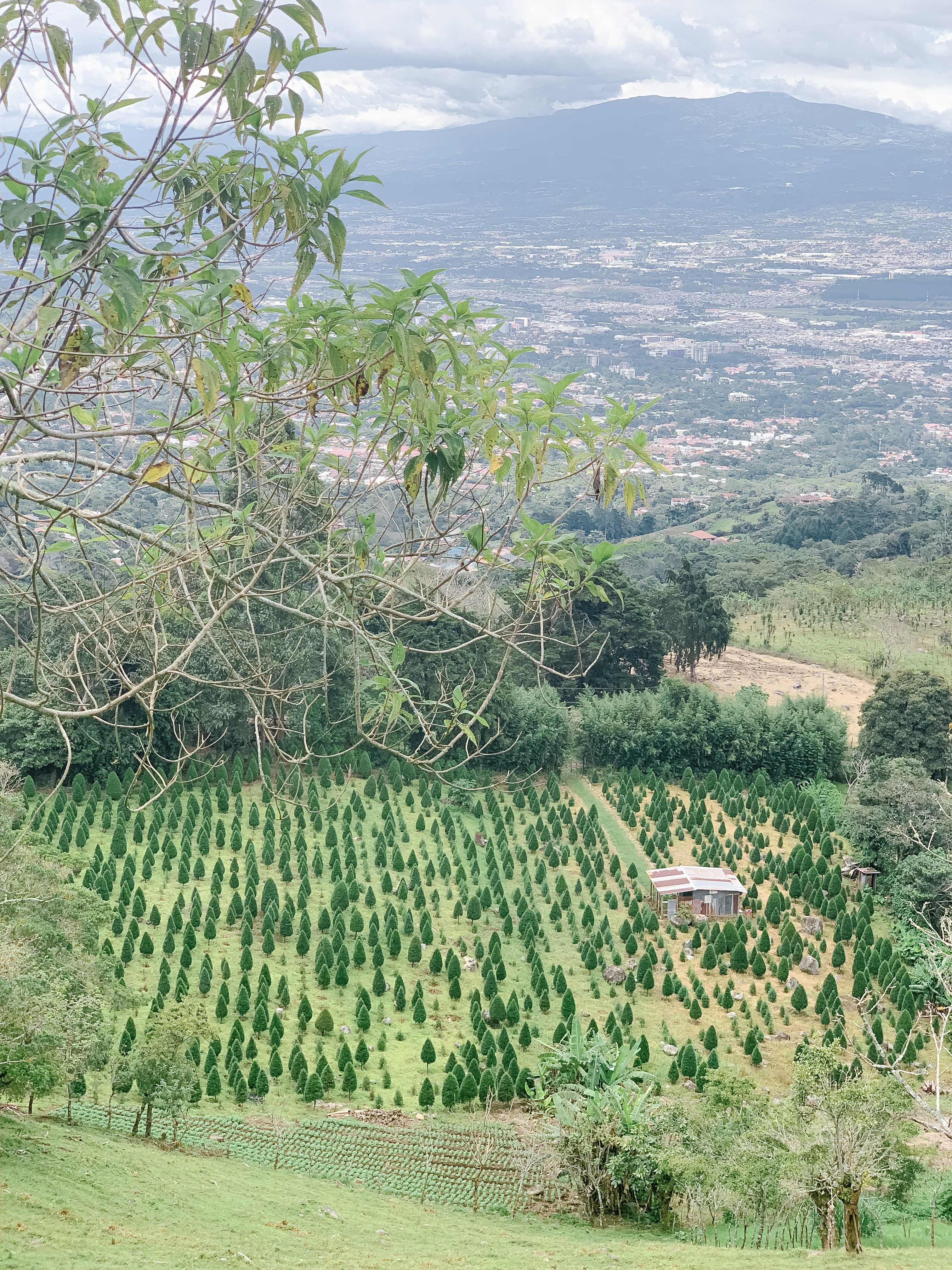 Hiking views of a Christmas tree farm