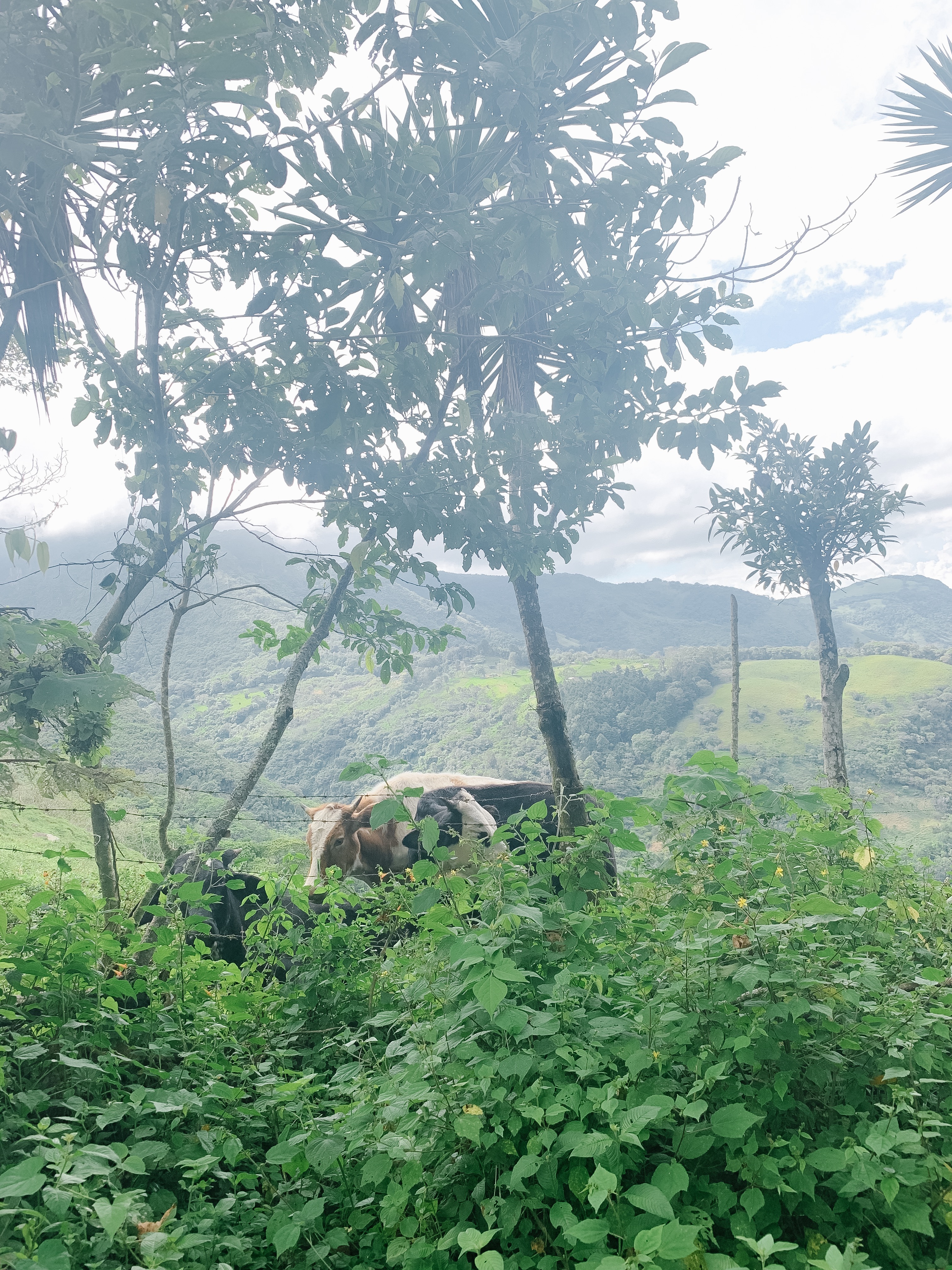 Mountain cows along the hiking trail