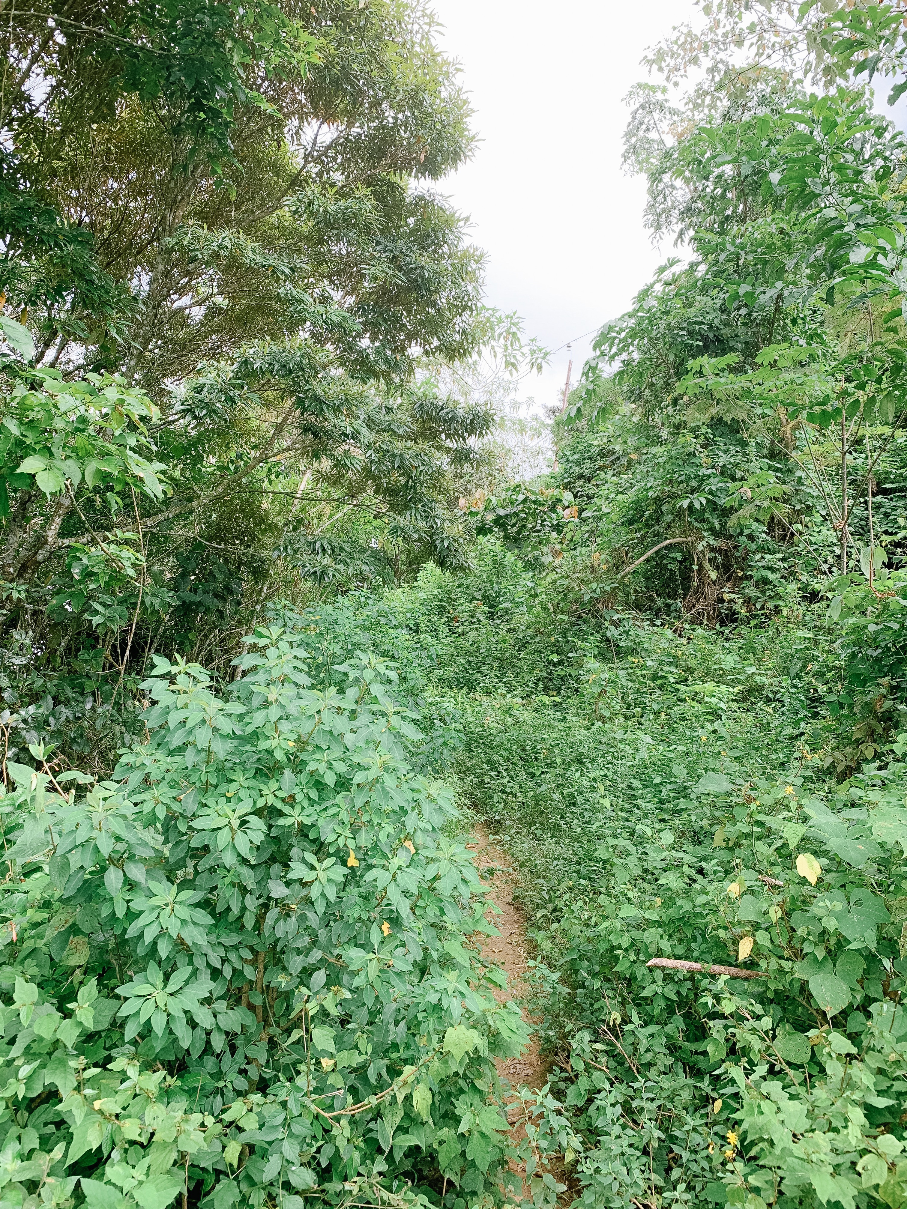 Terrain of the hiking trail up the mountain